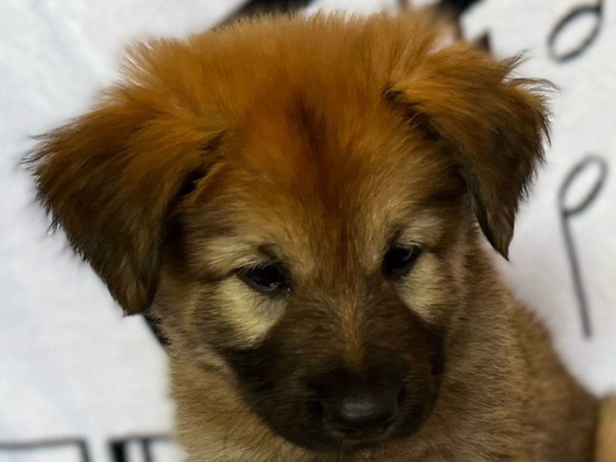 chinook puppy